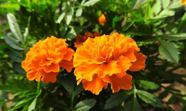 孔雀草的花语代表什么？