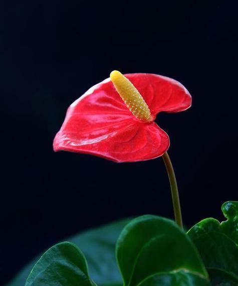 红掌的花语代表什么？有哪些含义？