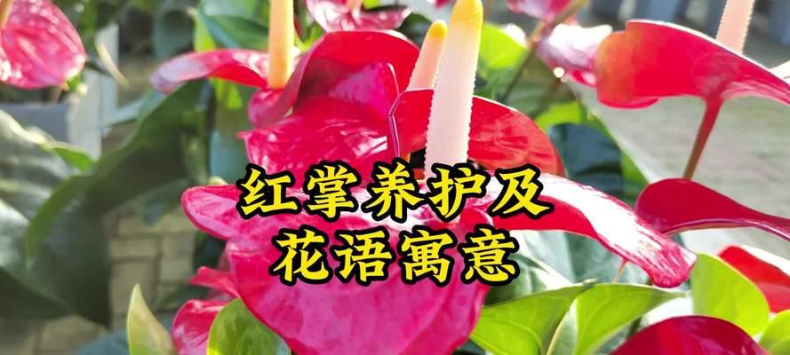 红掌的花语代表什么？有哪些含义？