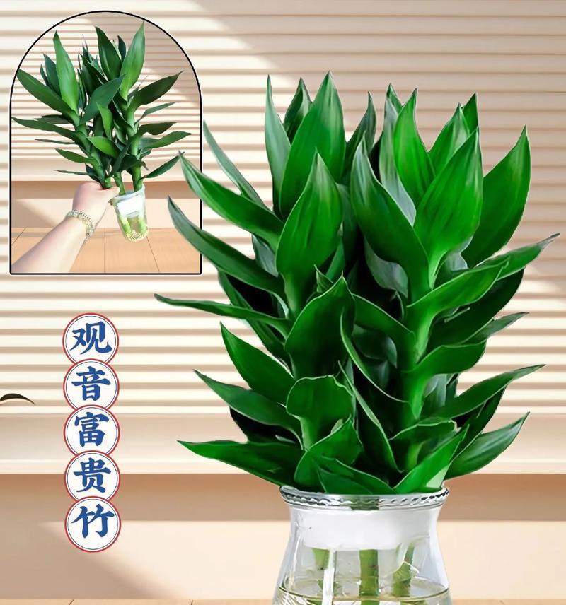 富贵竹的花语是什么？如何正确养护？