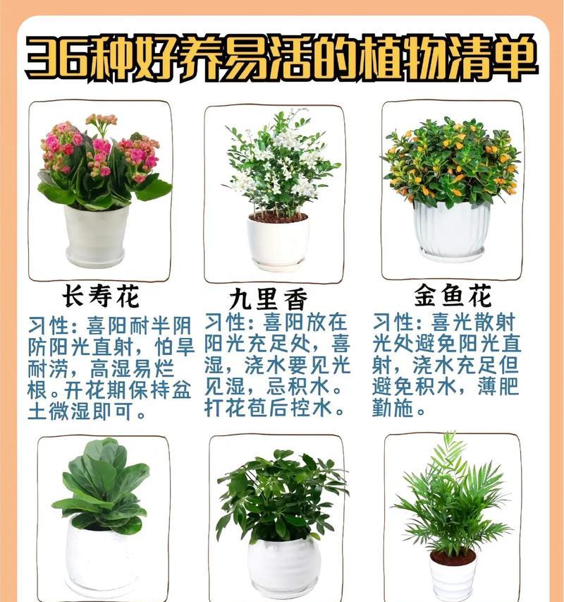 植物的花语和象征有哪些？它们各自代表什么？