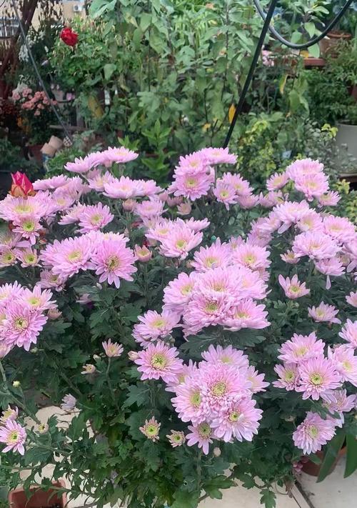 粉菊花代表什么意义？粉菊花的花语有哪些？