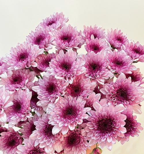 粉菊花代表什么意义？粉菊花的花语有哪些？