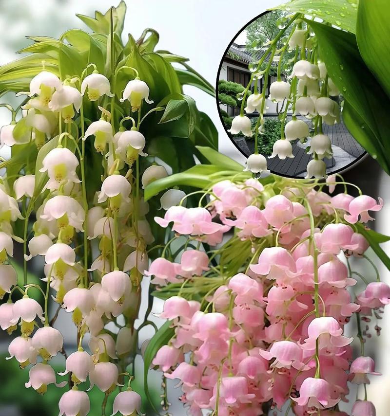 哪种花象征失去的爱？失去的爱的花语是什么？