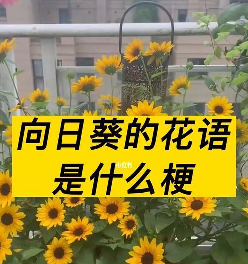 哪种花象征失去的爱？失去的爱的花语是什么？