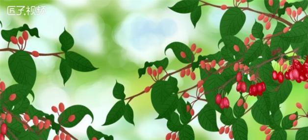 白茱萸的花语是什么？白茱萸象征着什么？