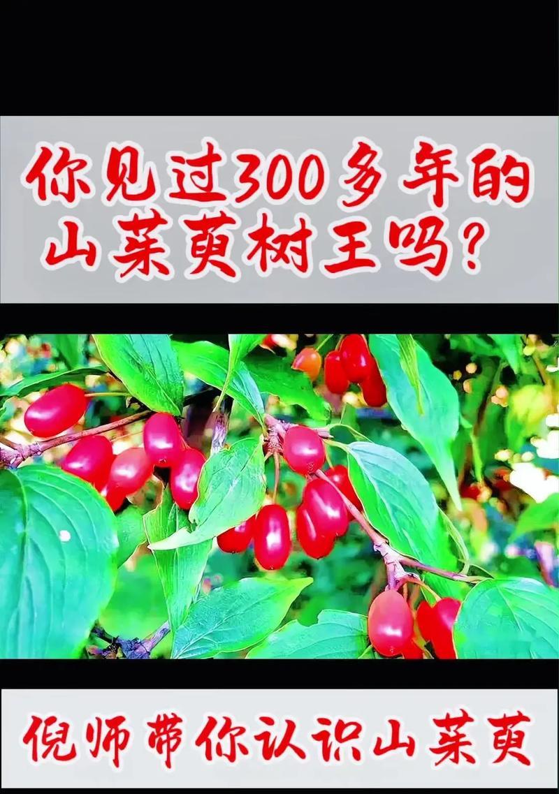 白茱萸的花语是什么？白茱萸象征着什么？
