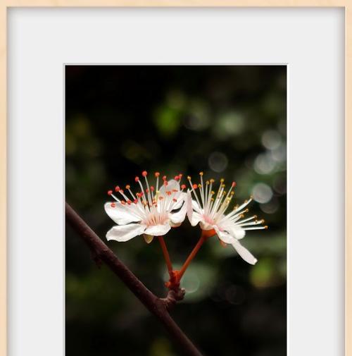 李子花的花语象征什么？李子花寓意有哪些？