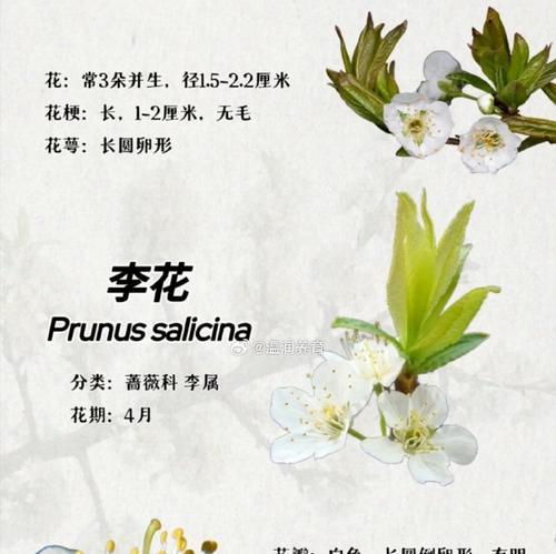 李子花的花语象征什么？李子花寓意有哪些？