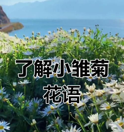 小雏菊的花语是什么？小雏菊寓意有哪些？