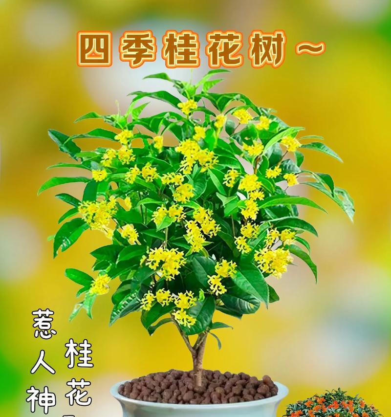 桂花的花语和意义是什么？