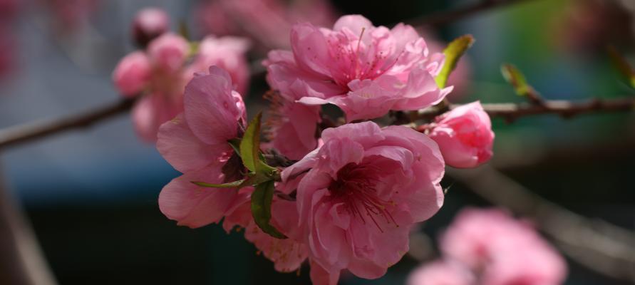 桃花的特点及其花语是什么？