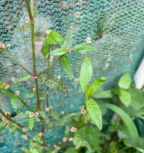 篦子草的花语有哪些？
