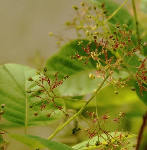 黄栌的花语是什么意思？