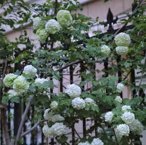 荼蘼的花语及其象征意义是什么？