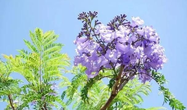 欧亚香花芥的花语是什么？