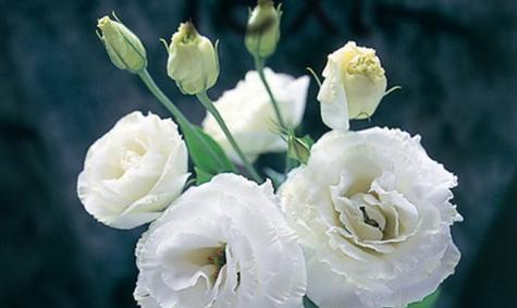 欧亚香花芥的花语是什么？