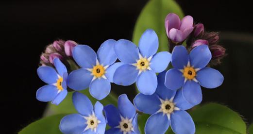欧亚香花芥的花语是什么？
