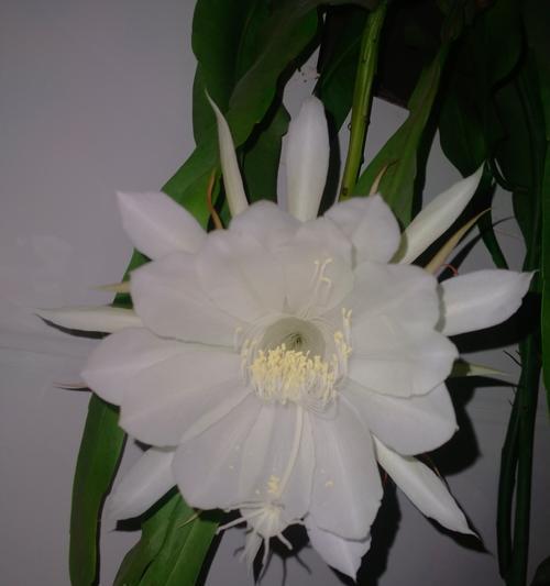 昙花的花期是多久？花语是什么？