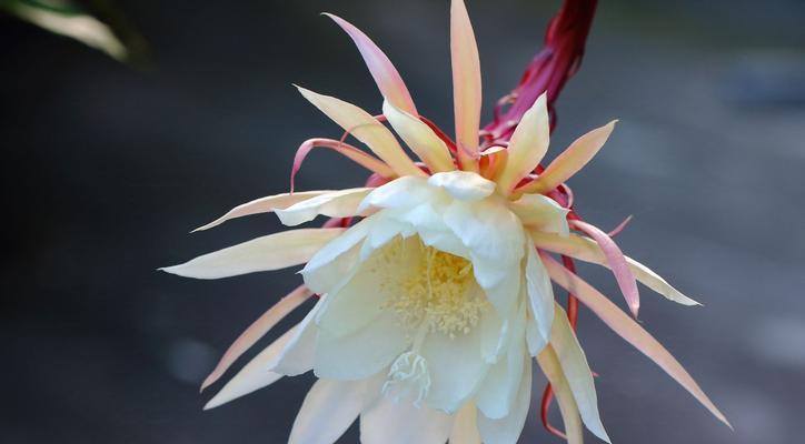 昙花的花期是多久？花语是什么？