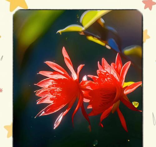 昙花的花期是多久？花语是什么？