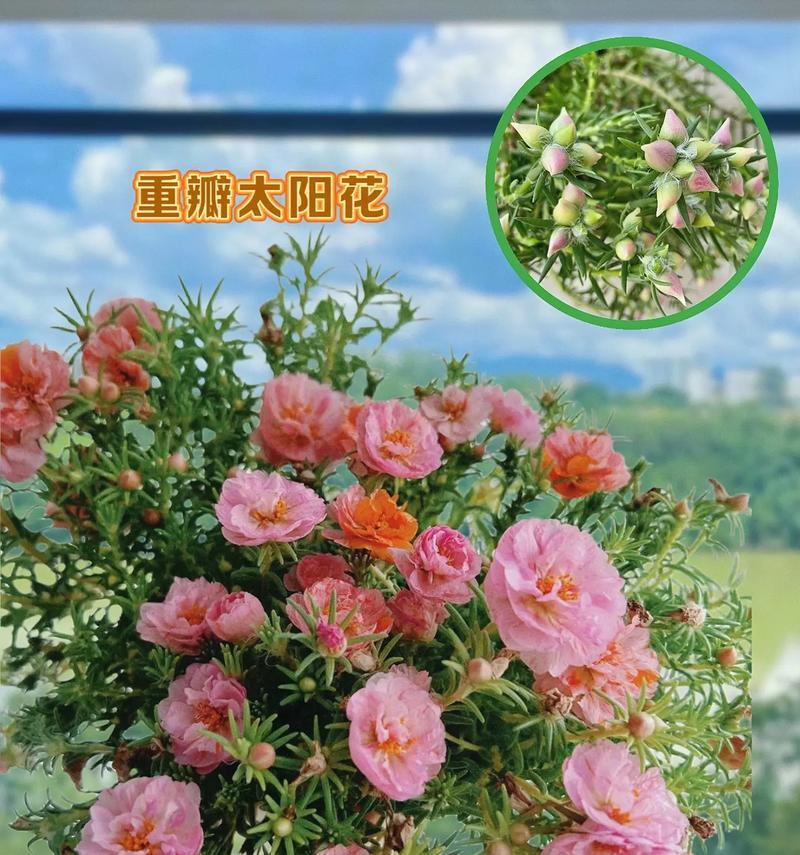 金色太阳花的花语代表什么？