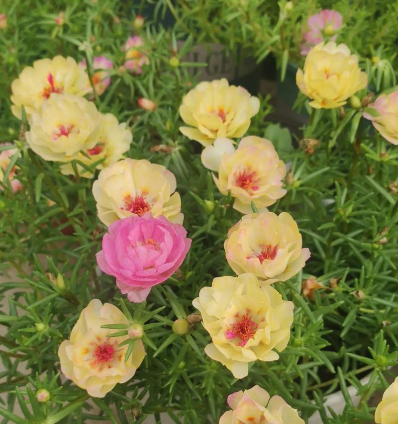 金色太阳花的花语代表什么？