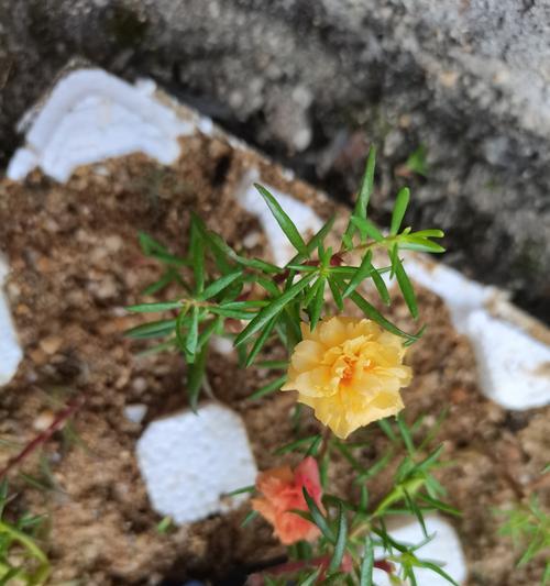 金色太阳花的花语代表什么？
