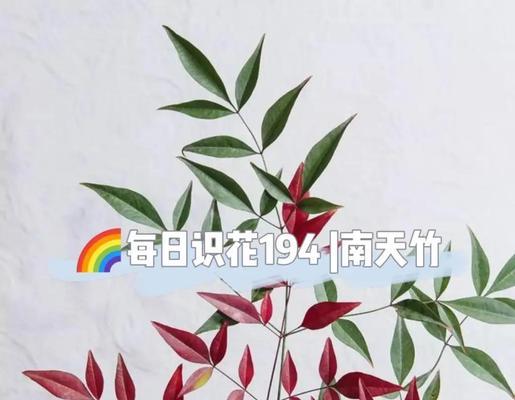 毛莨的花语是什么？它代表了哪些寓意？