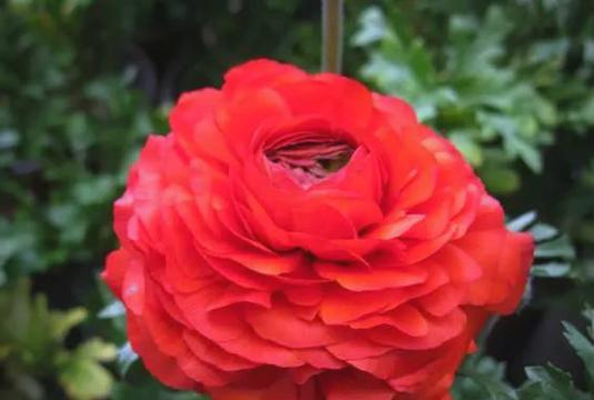 毛莨的花语是什么？它代表了哪些寓意？