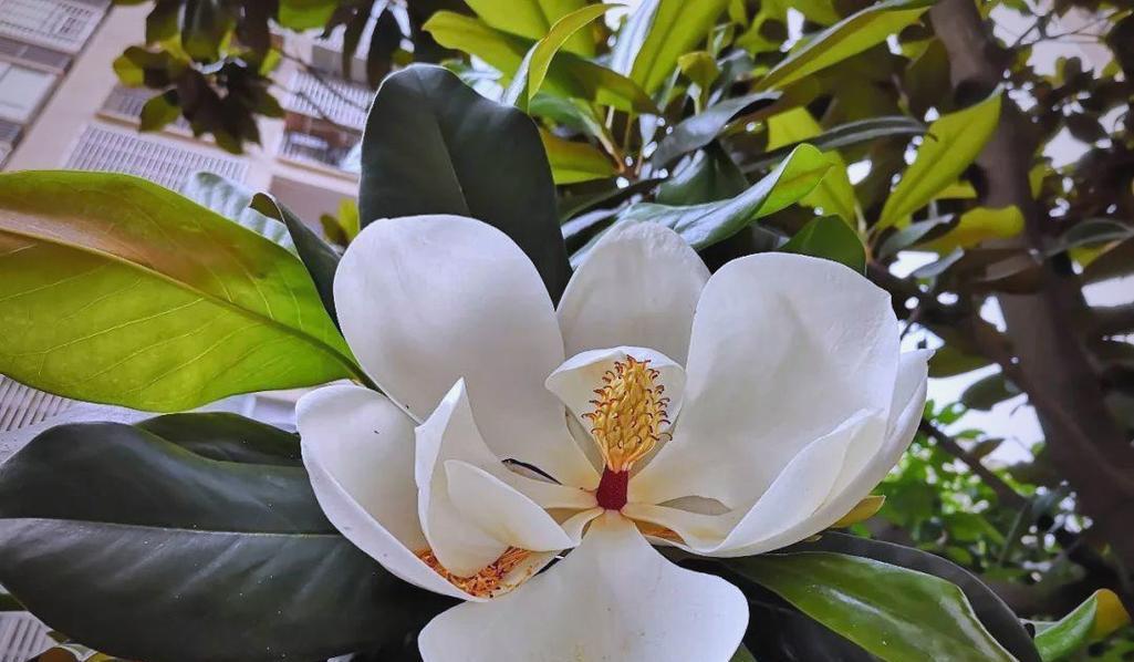 广玉兰的花语传说有哪些？探索广玉兰背后的故事。