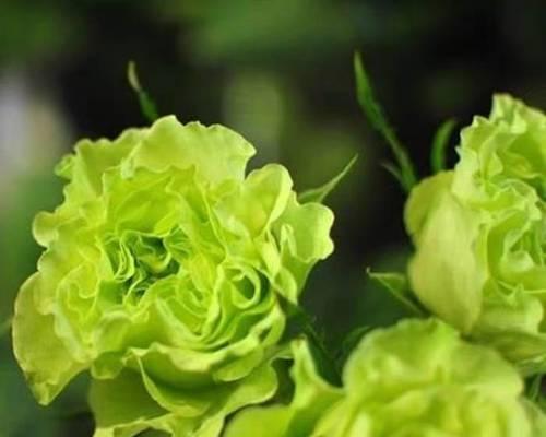 绿色的花花语祝福是什么？绿色花卉的寓意有哪些？