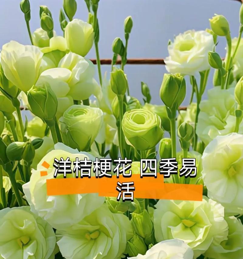 绿色的花花语祝福是什么？绿色花卉的寓意有哪些？