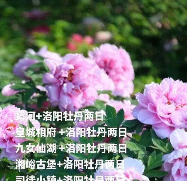 牡丹的花语的由来是什么？牡丹象征意义的历史。
