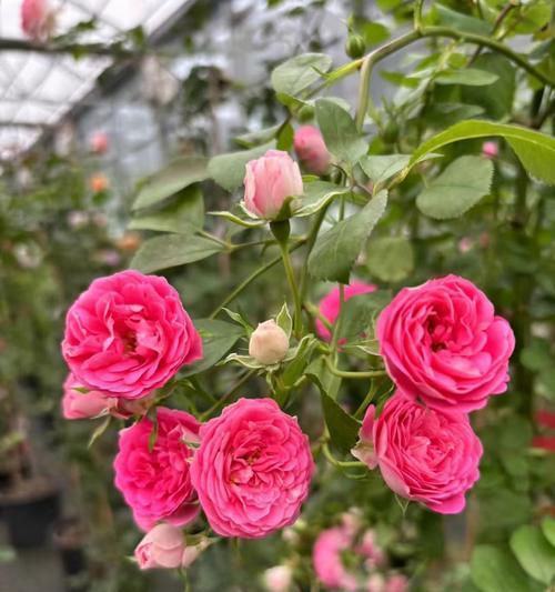 春季欧月开放花语是什么？欧月花期的寓意。