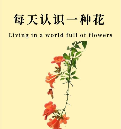 花叶粉凌霄的花语是什么？粉凌霄的象征意义。