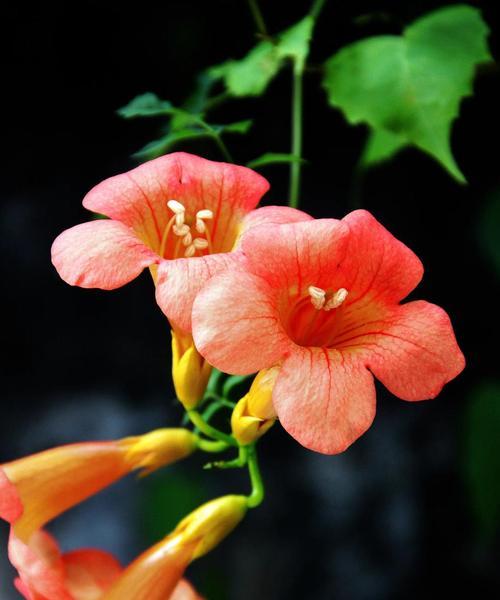 花叶粉凌霄的花语是什么？粉凌霄的象征意义。