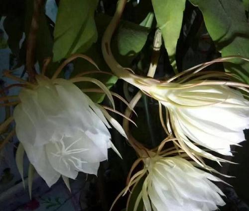 昙花的特征与花语是什么？昙花一现的寓意。