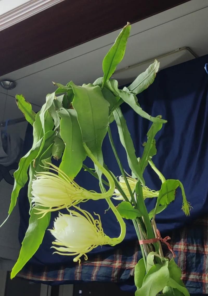 昙花的特征与花语是什么？昙花一现的寓意。