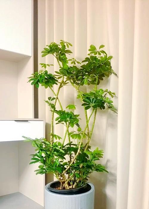 鸭脚木的花语大全是什么？鸭脚木的象征意义。