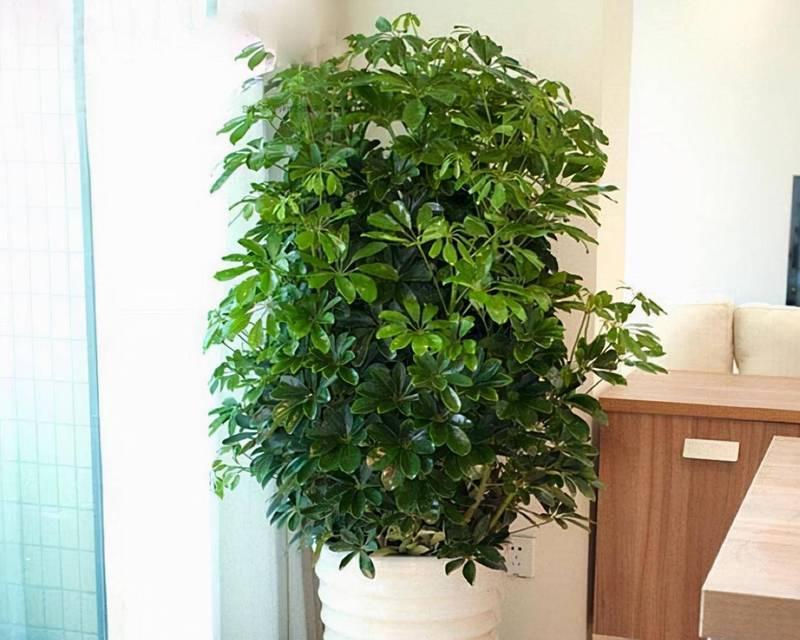 鸭脚木的花语大全是什么？鸭脚木的象征意义。