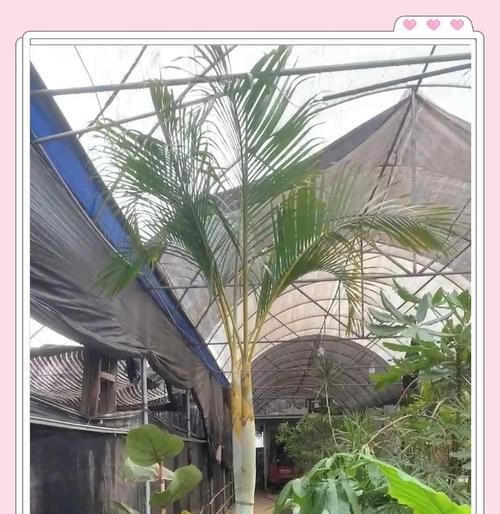 凤尾葵花语和寓意是什么？凤尾葵的象征意义。
