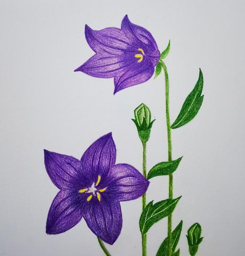 什么花花语是渴望？渴望的花卉语言是什么？