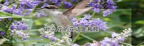 什么花花语是渴望？渴望的花卉语言是什么？