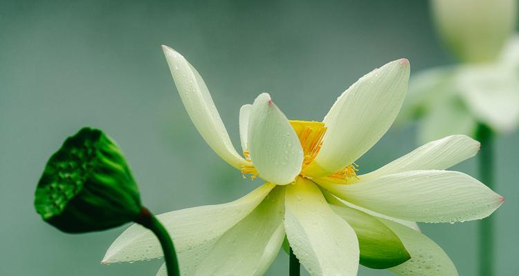 什么花花语是渴望？渴望的花卉语言是什么？