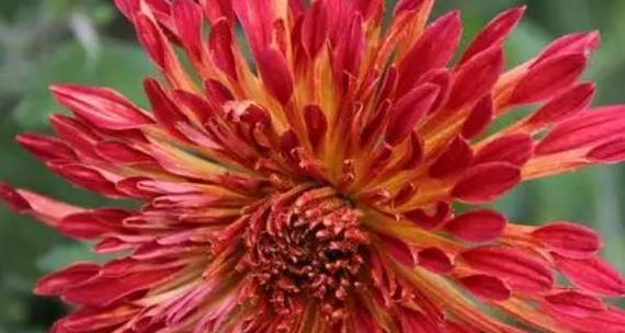 红色西澳蜡花花语是什么？红色蜡花的象征意义。