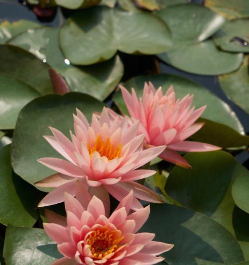粉色金鱼花的花语是什么？粉色金鱼花的象征意义。