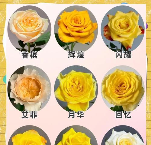 黄玫瑰花语在美国是什么？黄玫瑰在美国的寓意。