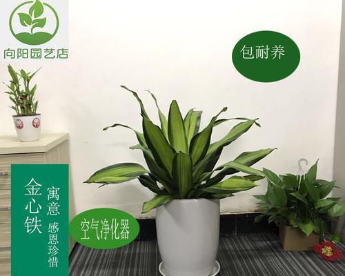 巴西美人铁的花语是什么？如何表达爱意？