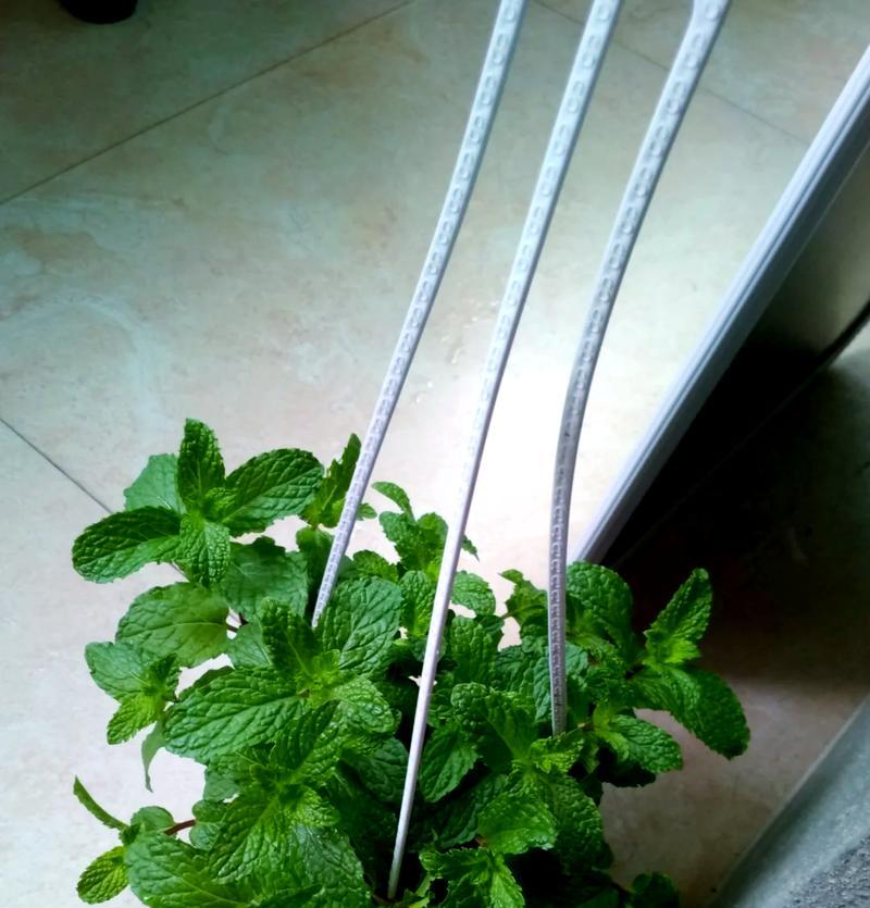 留兰香花语是什么？留兰香的象征意义是什么？